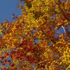 ブナの黄葉・カエデの紅葉