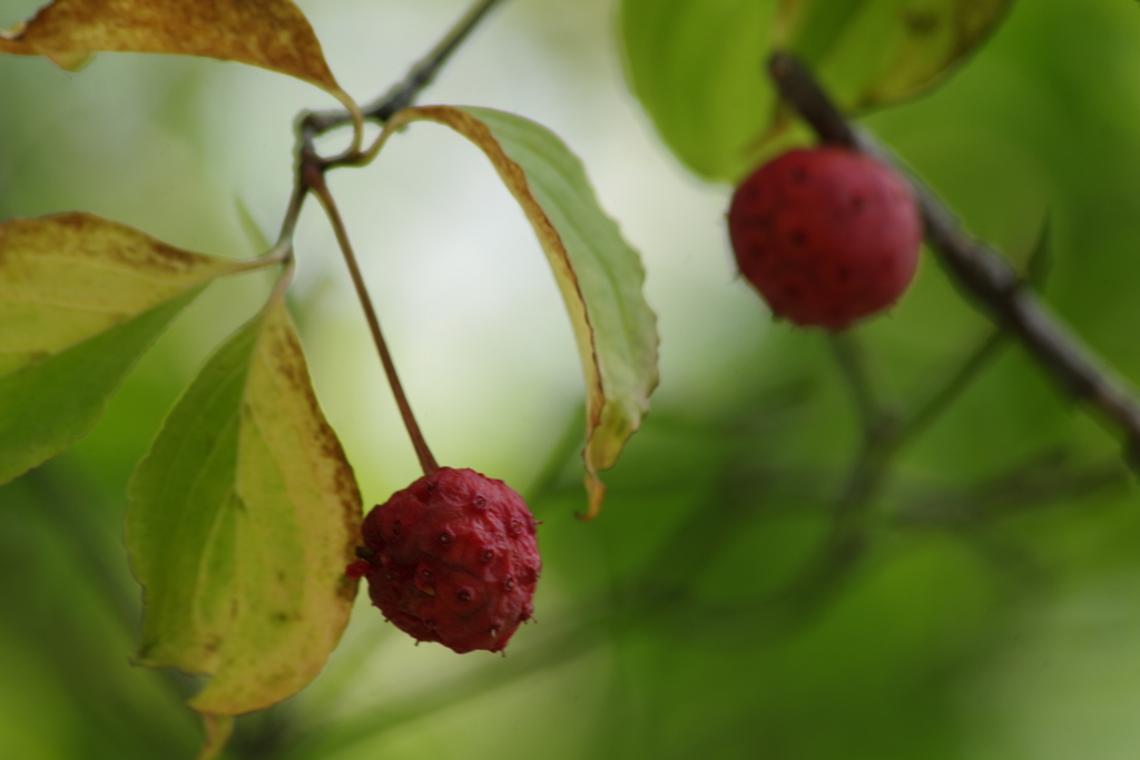 秋の野草園‐山法師の赤い実