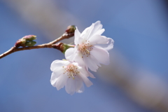 秋の陽の中に十月桜咲く-3