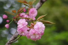 桜色・いろいろ24