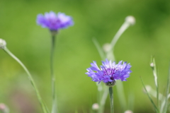 花散歩‐矢車菊