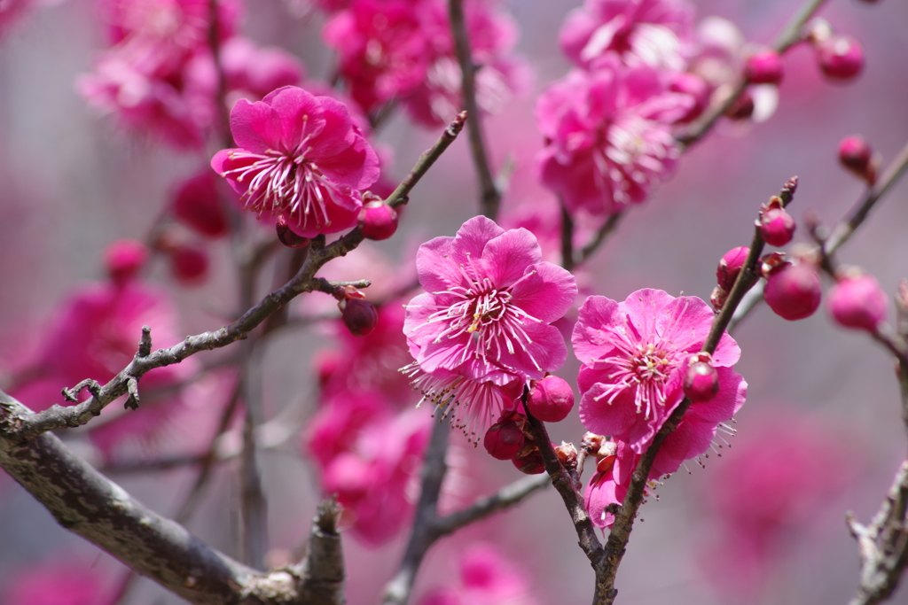 霞城公園の紅梅