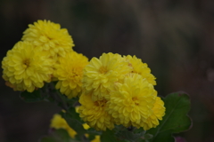 花散歩‐小菊2