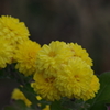 花散歩‐小菊2
