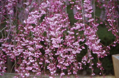 花のれん