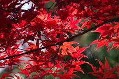 智光山公園で秋探し-燃える如く