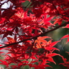 智光山公園で秋探し-燃える如く