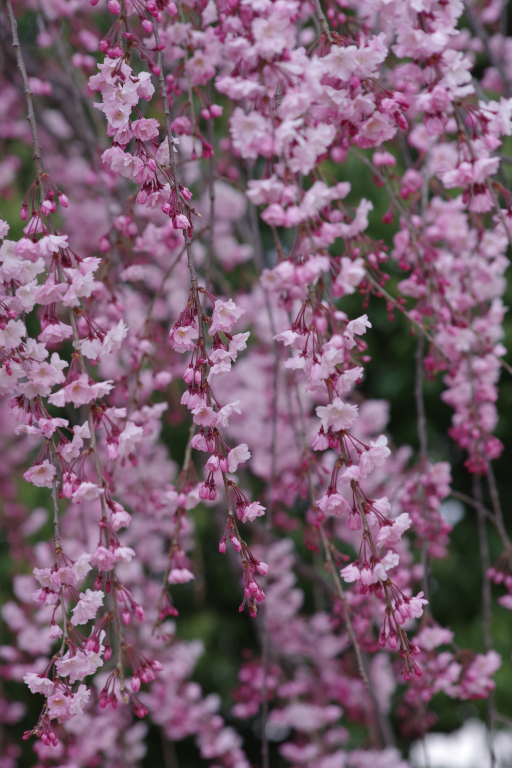 沢山枝垂れて-枝垂桜