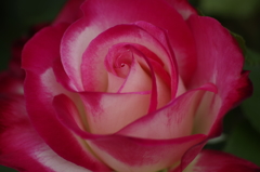 春薔薇の季節到来‐ジュビレ デュ プリンス ドゥ モナコ