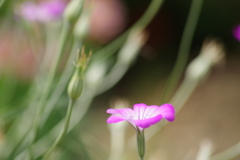 花散歩‐麦撫子