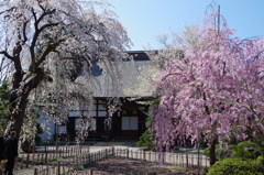 光禅寺の枝垂桜