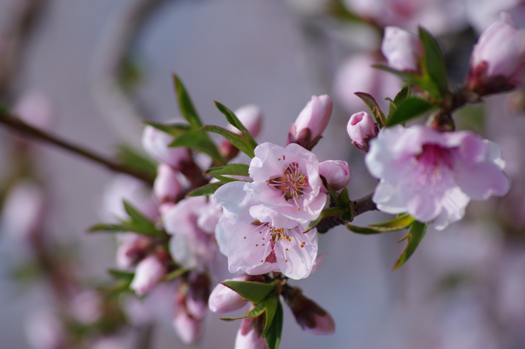 果樹の花-桃4