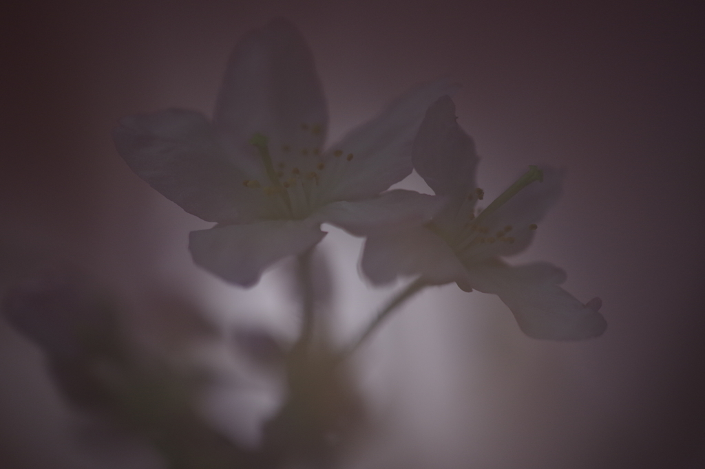 春を先駆けて-啓翁桜3