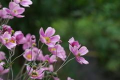 家の周りで‐ピンクの秋明菊2