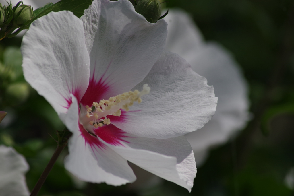 花散歩-白花底赤のムクゲ