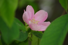 花散歩-花梨