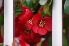 花散歩-柵の向こうの木瓜