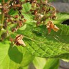 枯れた花の下に
