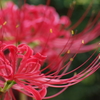 花散歩-赤い花なら曼殊沙華1