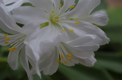二年目の二度目の白花