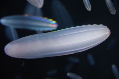 クラゲ水族館-シンカイウリクラゲ