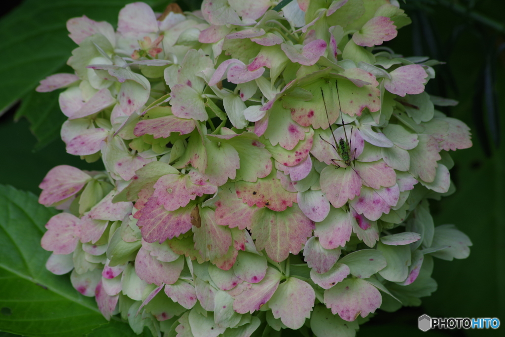 紫陽花とツユムシ