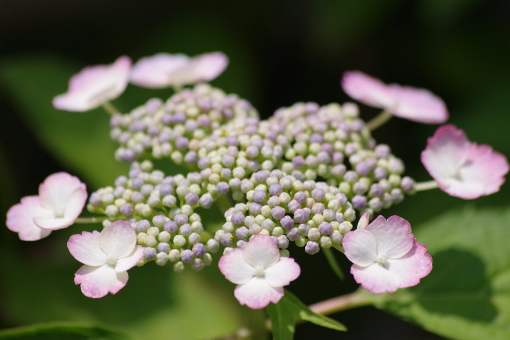 花散歩‐紫陽花3