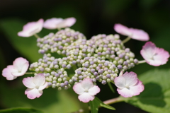 花散歩‐紫陽花3