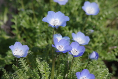 花散歩‐ネモフィラ
