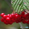 赤い実の熟れるころ-オトコヨウゾメ