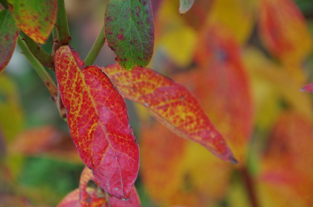 家の周りで‐ブルーベリーの紅葉3