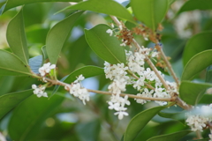 花散歩‐ヒイラギ