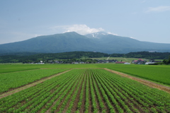 いつもの場所、いつもと違う、豆畑