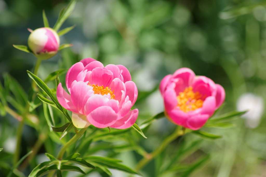 花散歩‐芍薬