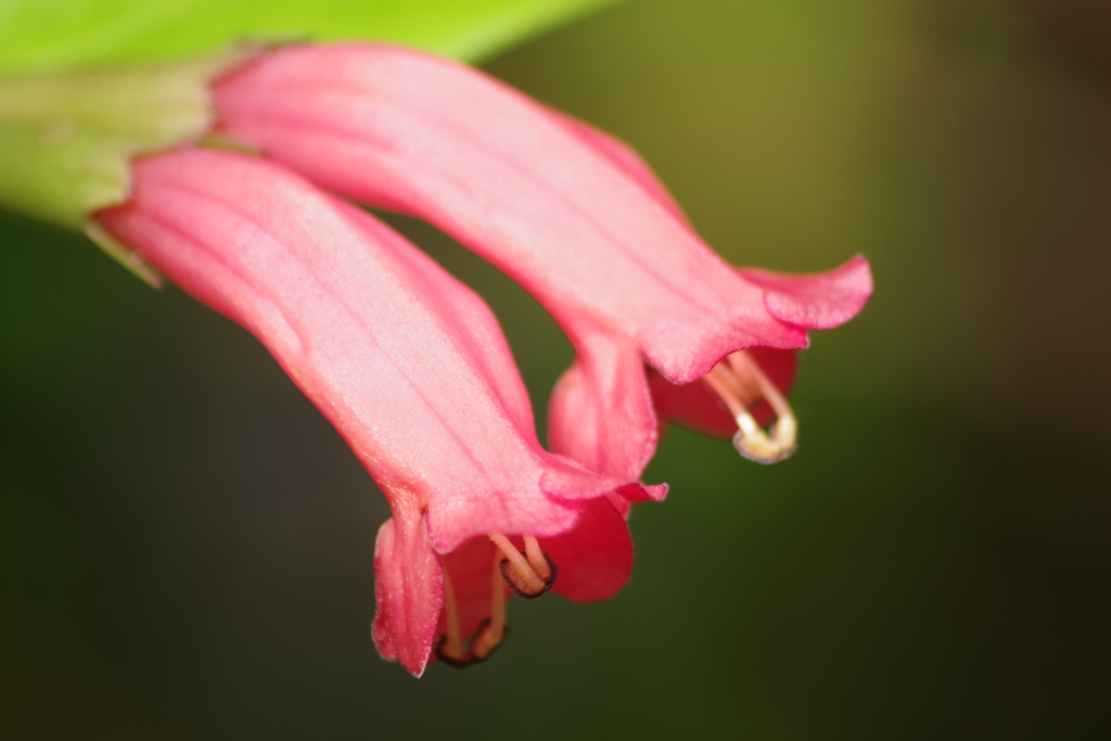 温室の花‐ラディアンス