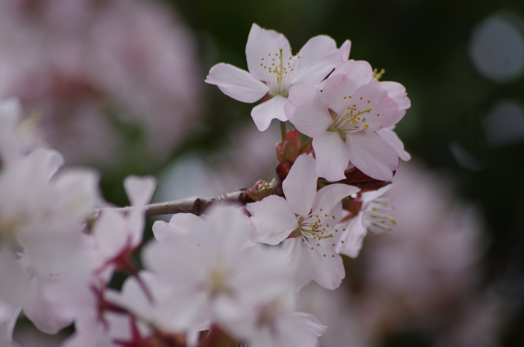 桜・さくら・サクラ-9