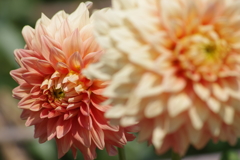 真夏のダリア-宝風