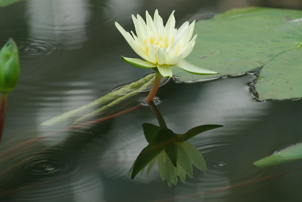 神代植物公園の花達-熱帯スイレン1