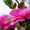 花散歩-山茶花