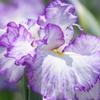 花菖蒲-夢の羽衣