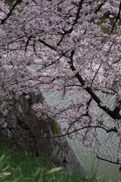 お濠と桜