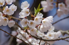 霞城の桜-4
