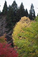 高原の秋色-四彩
