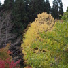高原の秋色-四彩