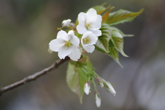 大島桜