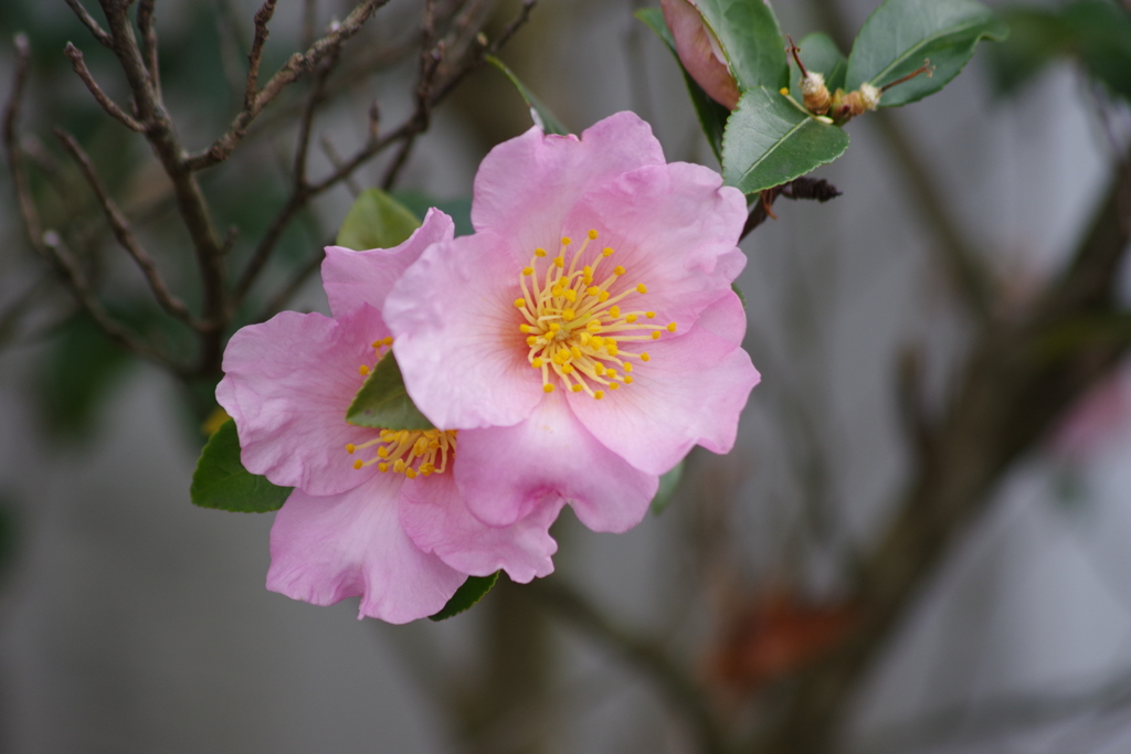 花散歩‐山茶花1