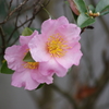 花散歩‐山茶花1
