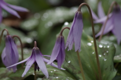 開く途中もカタクリは愛らしい
