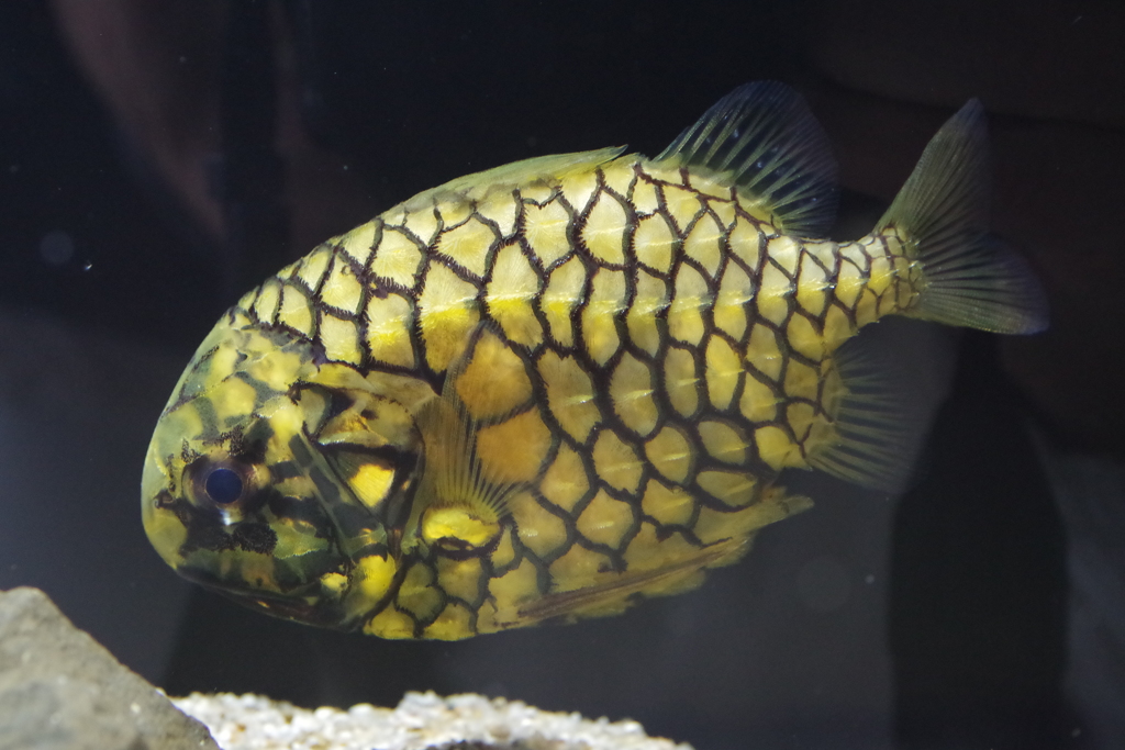 海の生き物図鑑‐マツカサウオ