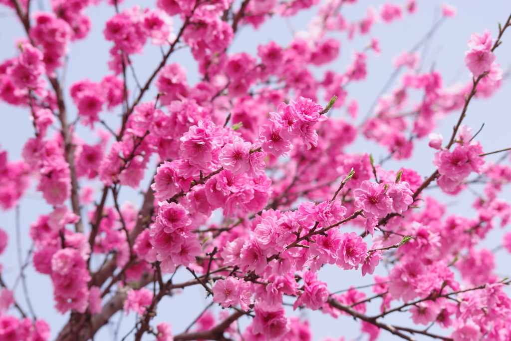 春真っ盛りの花散歩-花桃